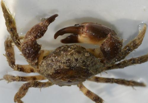 Pilumnus hirtellus